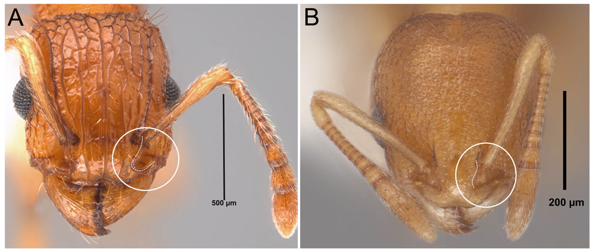 Fig 25